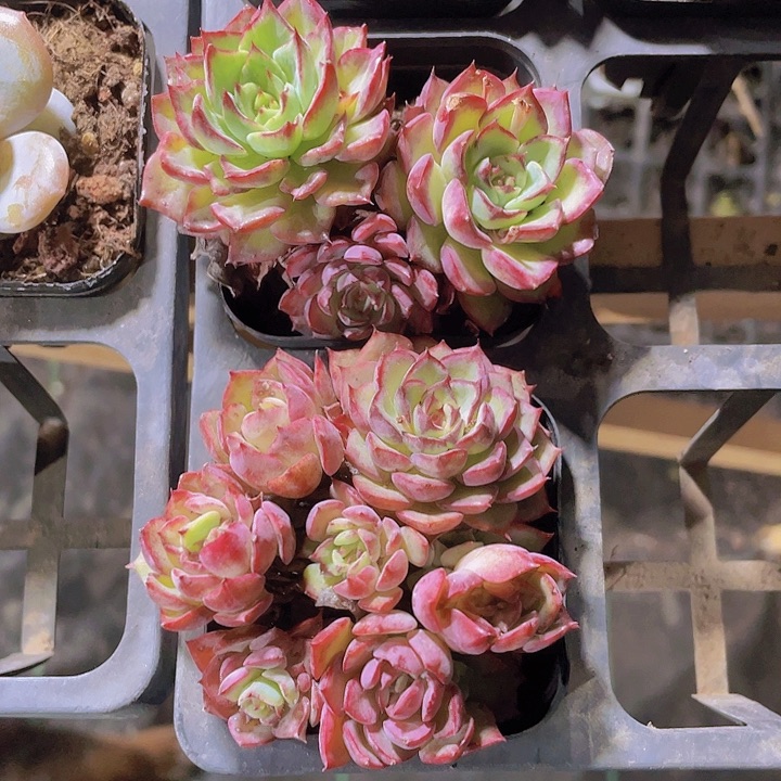 y**i精品愤怒的小鸟多肉植物