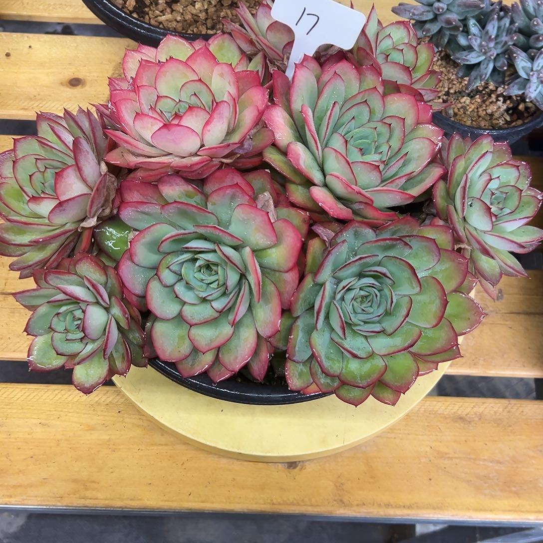 17牡丹亭多肉。      