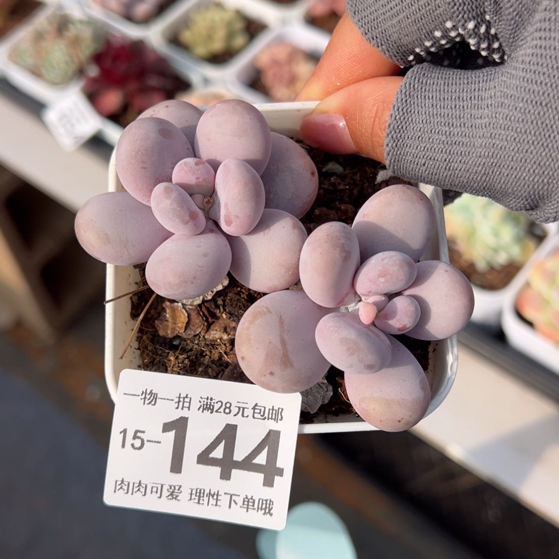 奶酪多肉多肉多肉多肉