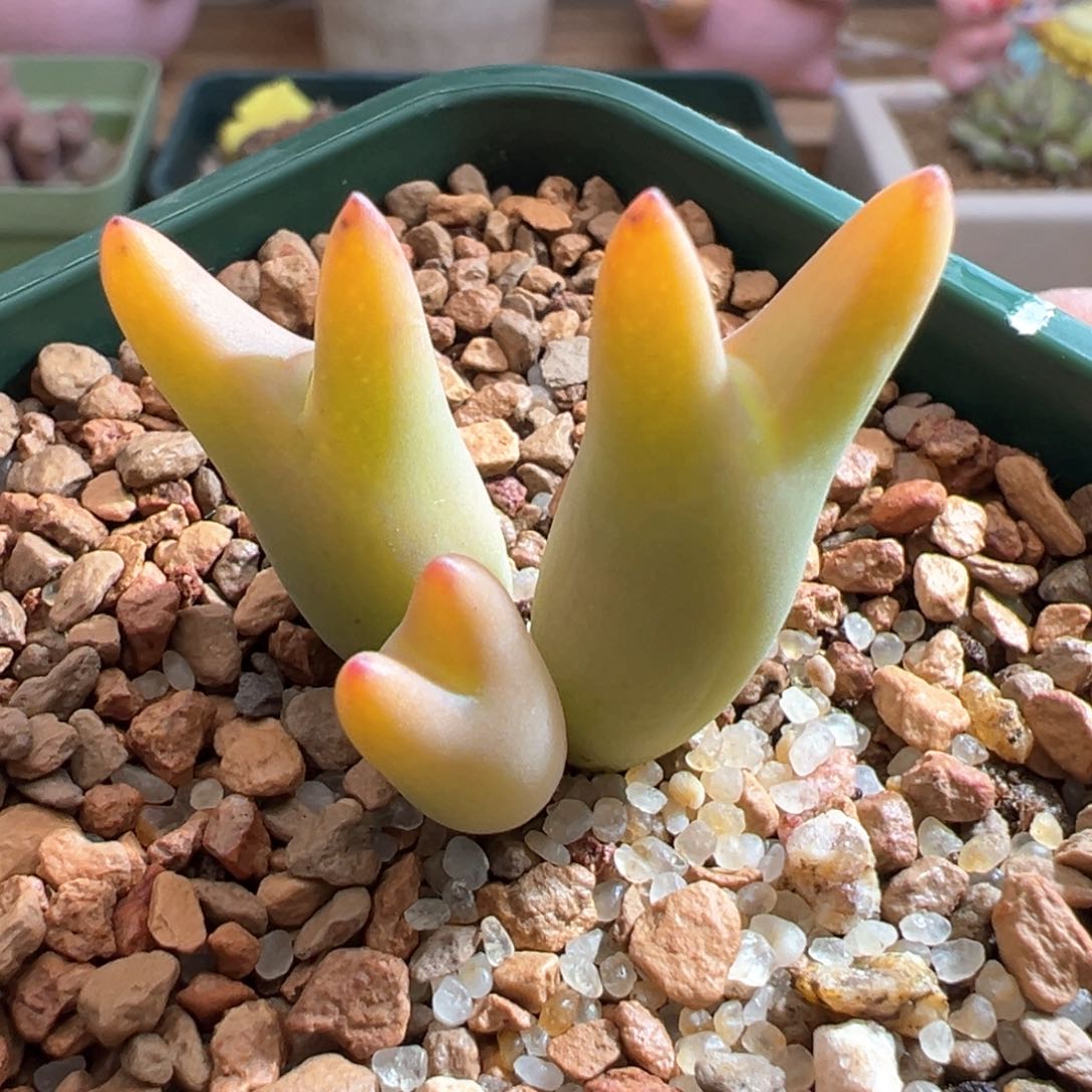 116。优选全状态0136尖耳皮卡丘。