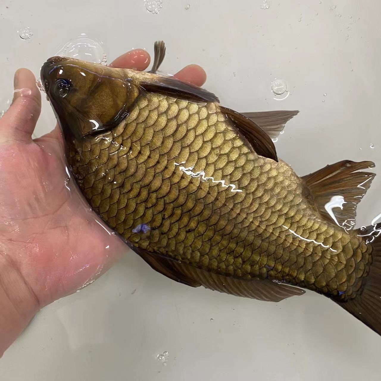 黄金鲫鱼 淡水鱼 宠物水族鱼