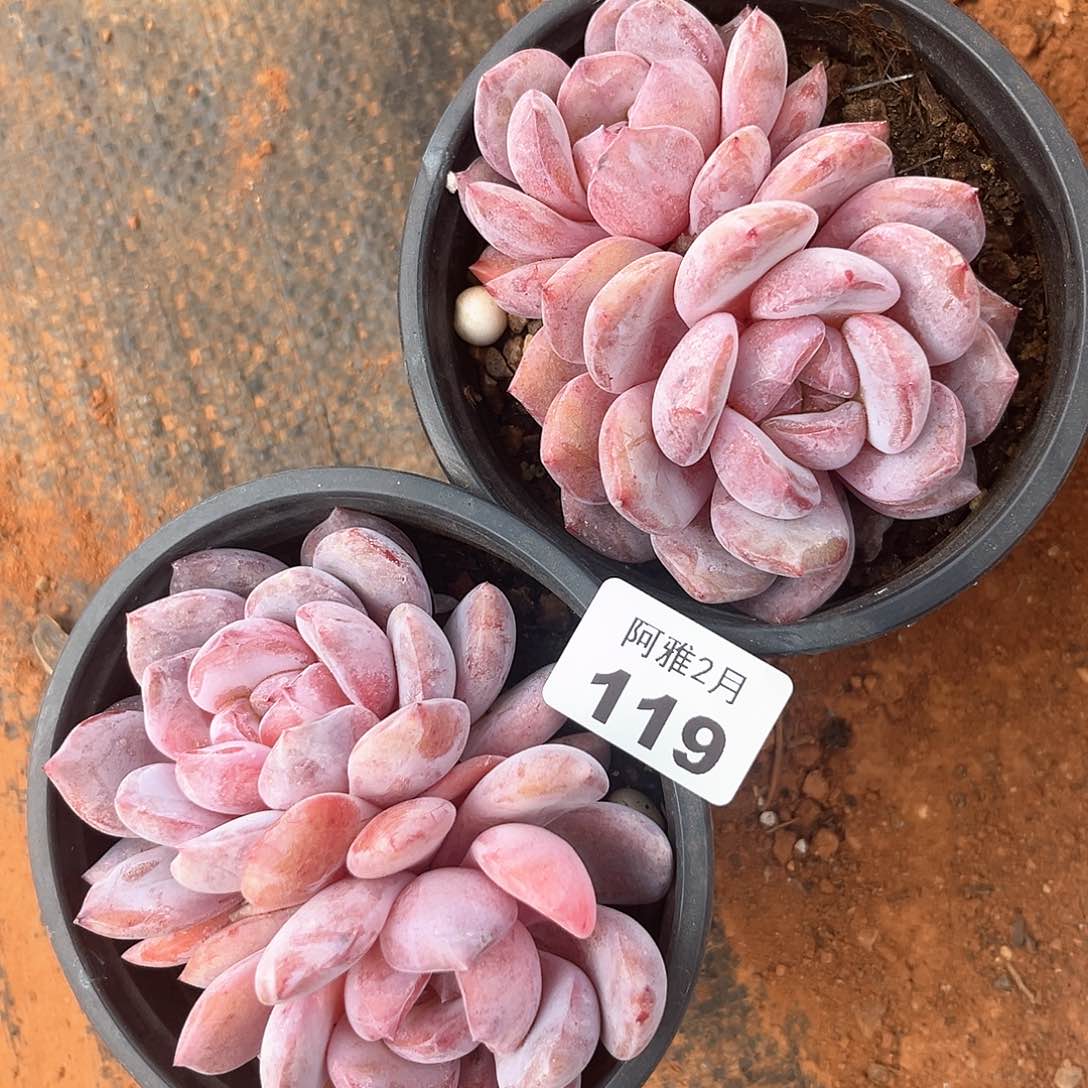 阿雅园艺。    119