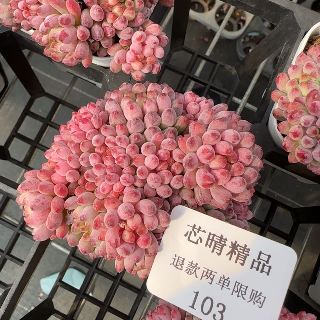 闪购精品多肉103号