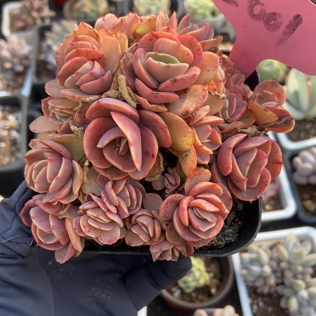 2001秀妍多肉植物保护