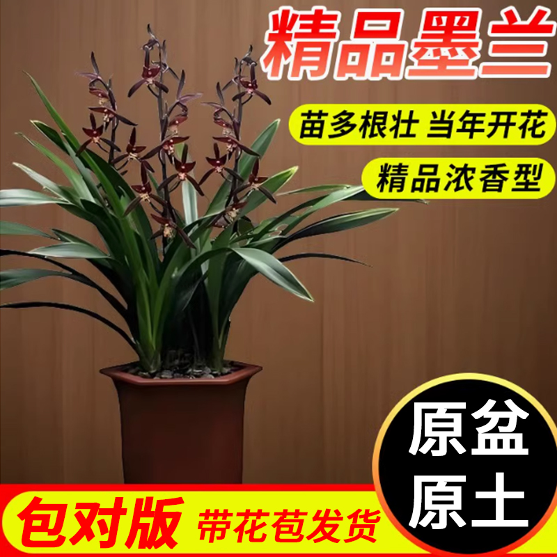 墨兰兰花盆栽带花苞企黑浓香好养四季室内阳台兰花现代中式绿植盆