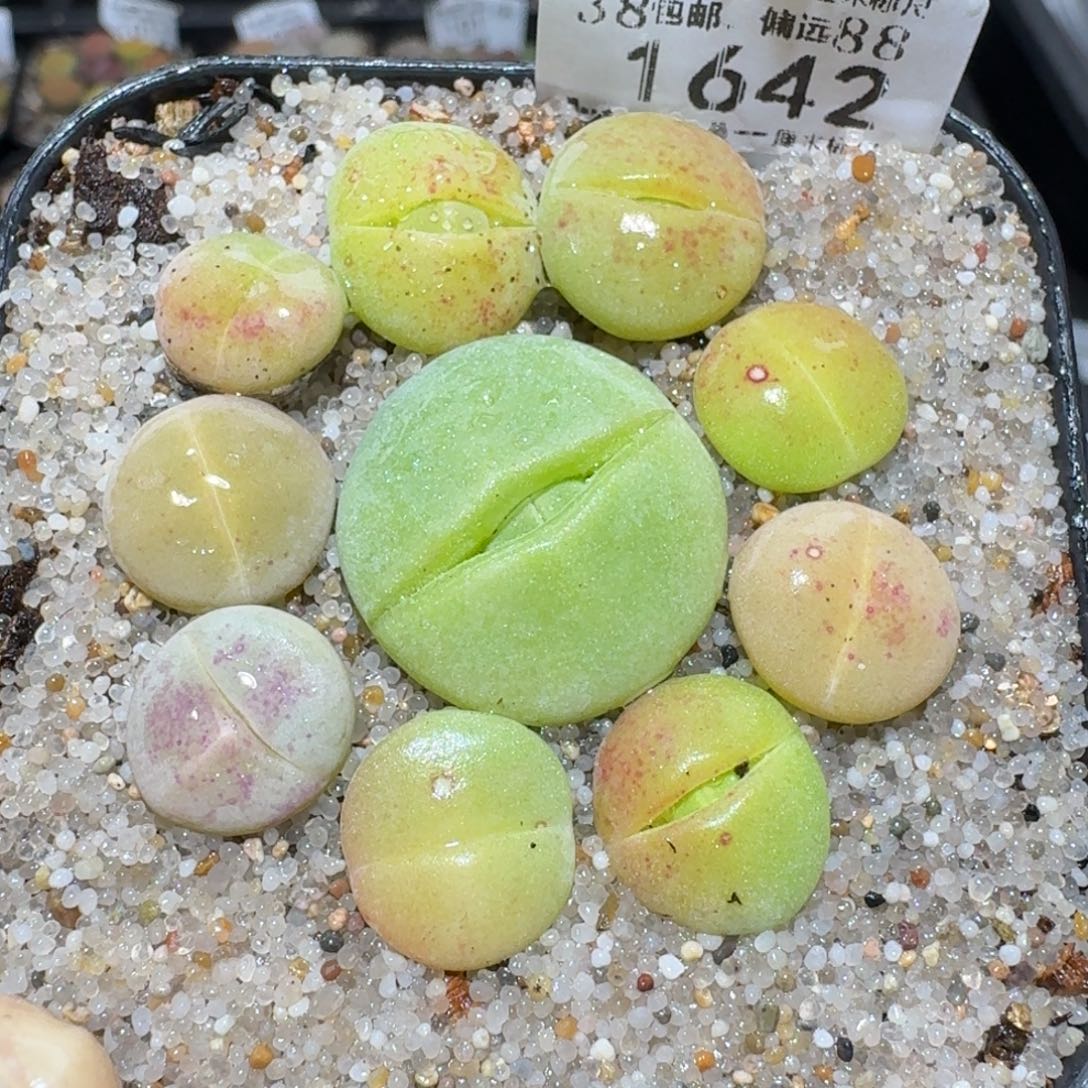 zzz生石花肉锥1642