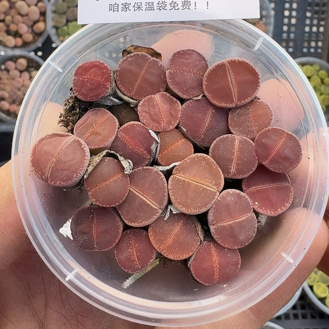 1804比利时ko三年