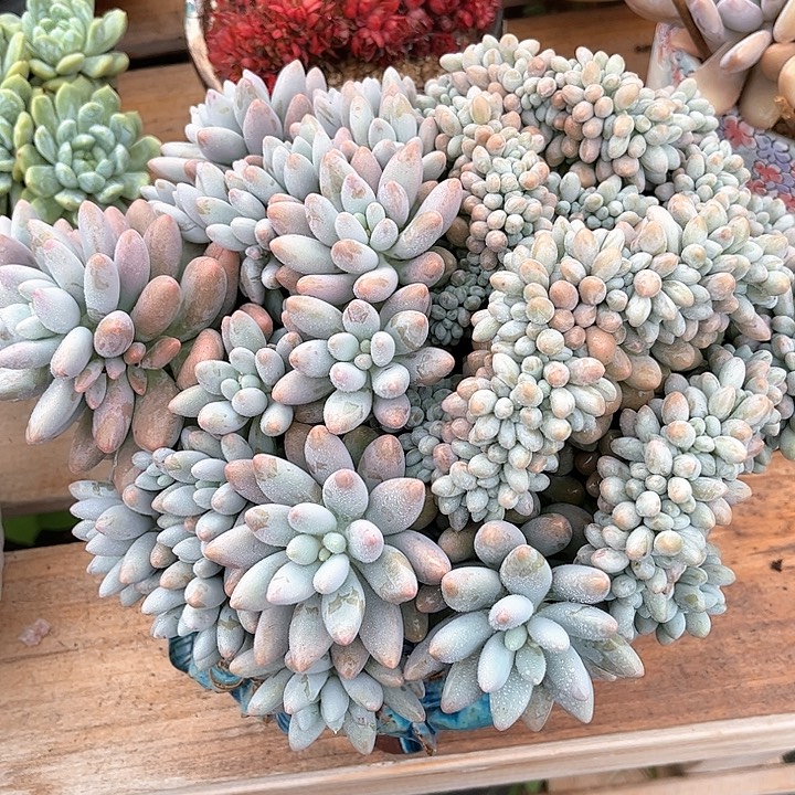 发货多肉植物一物一拍