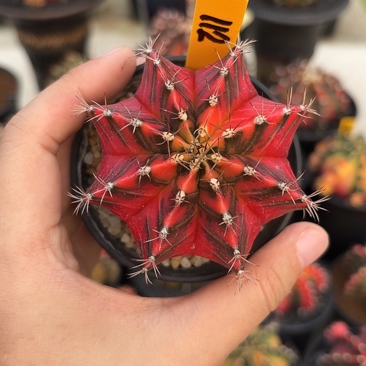 泰国米哈112-0102