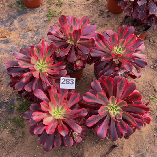 美杜莎5棵3号棚283