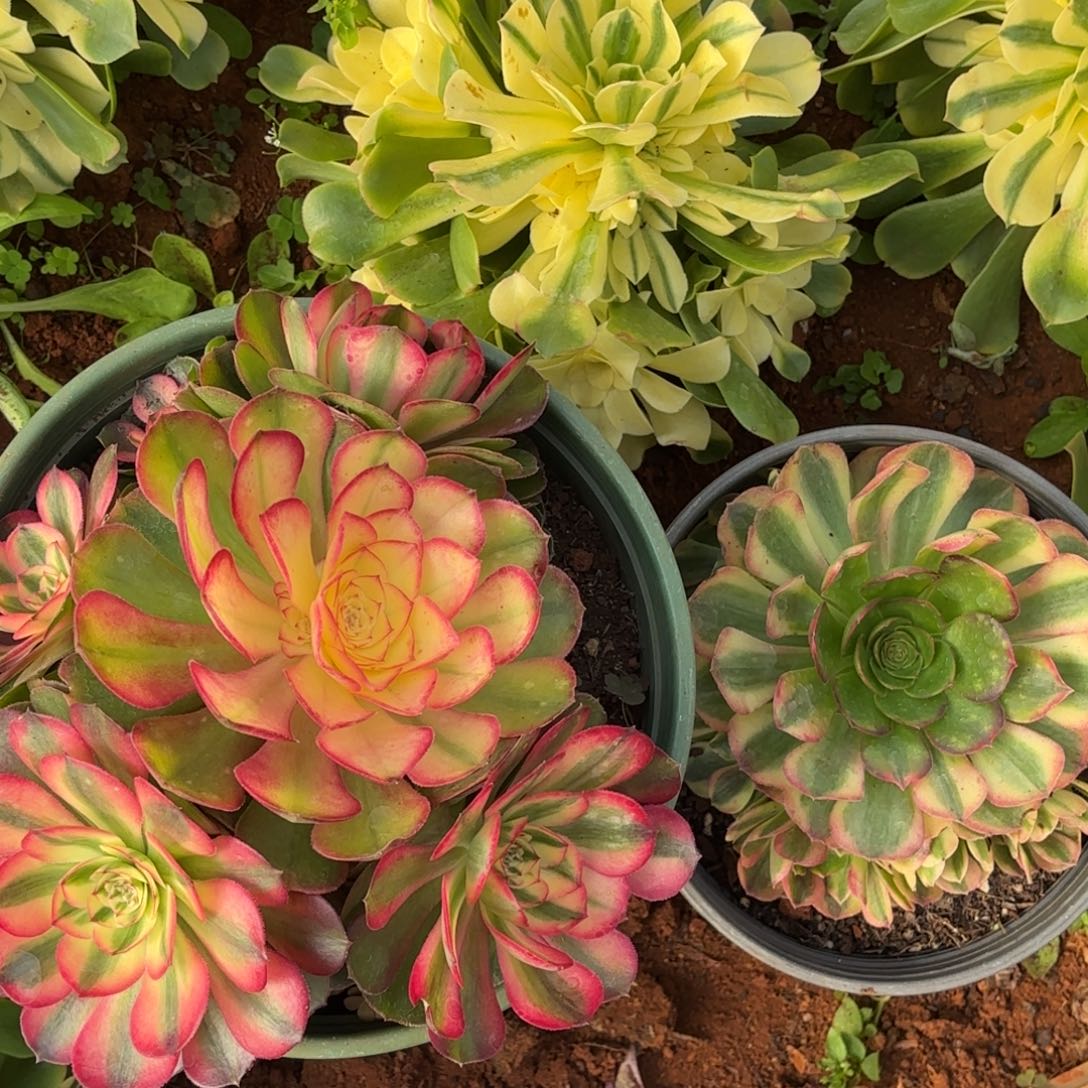 云南多肉植物组拍