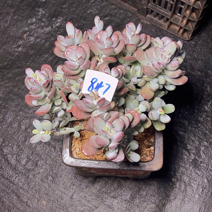 小****吖847/////////////////