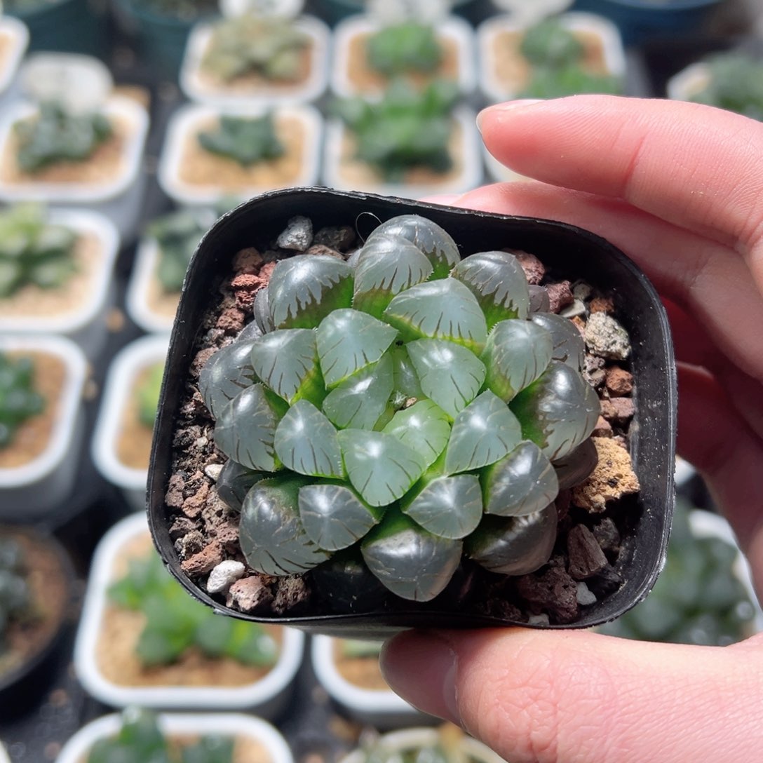 冰灯玉露多肉植物