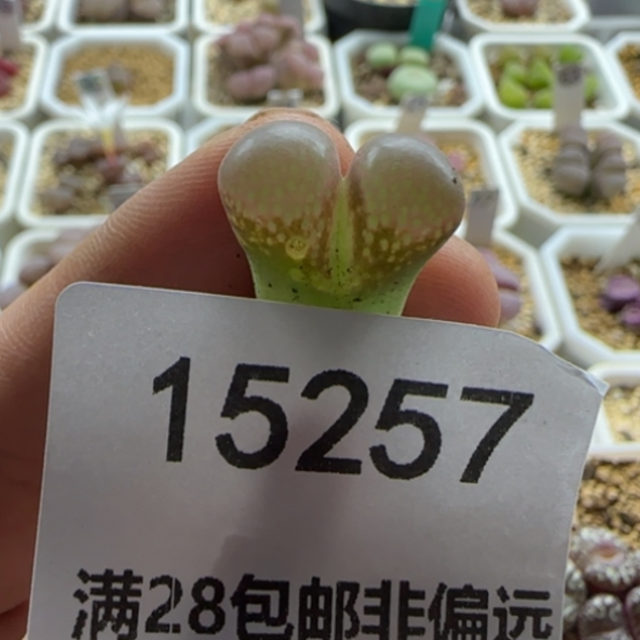 【闪购商品】梦*琳15257