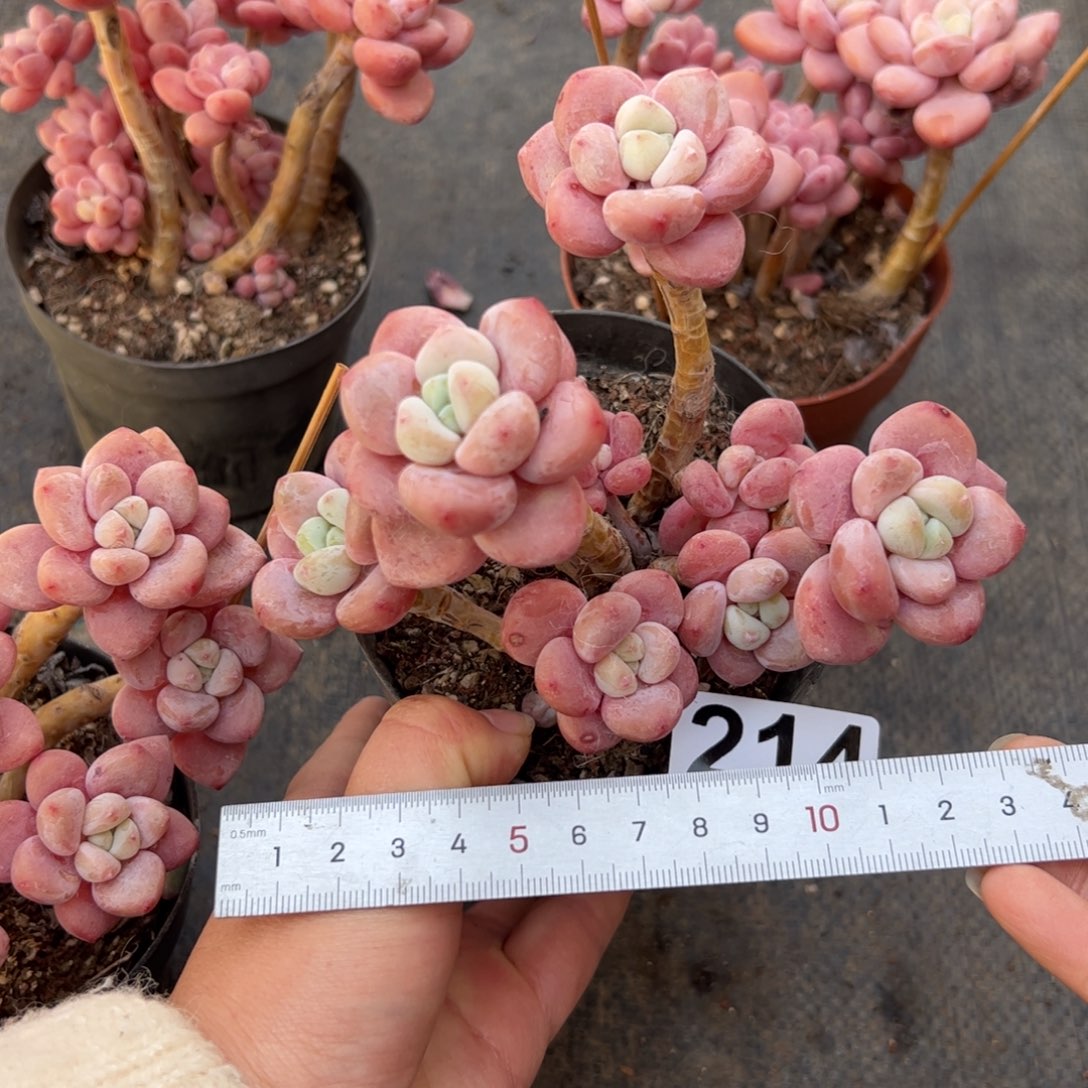 泡***茶214 多肉植物组合盆栽