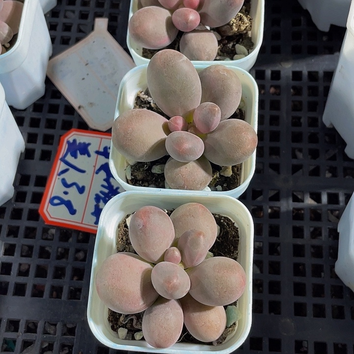 单头糖果带哦土发货