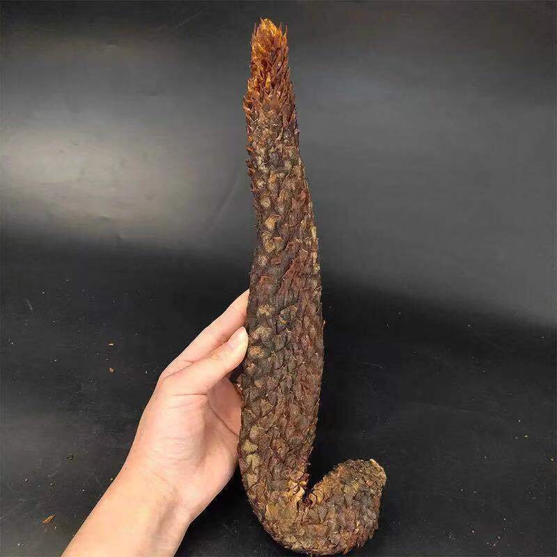 现泽堂内蒙肉苁蓉阿拉善油苁蓉整根软大芸九蒸九晒泡水煲汤泡酒