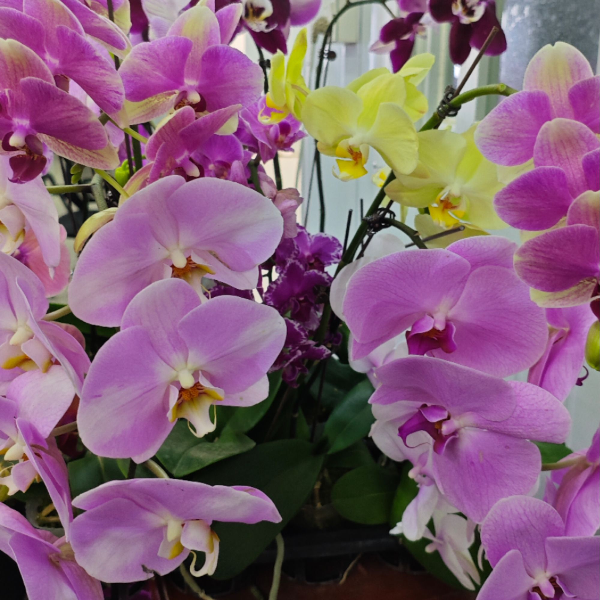 A10【拼拼乐】精品蝴蝶兰室内盆栽