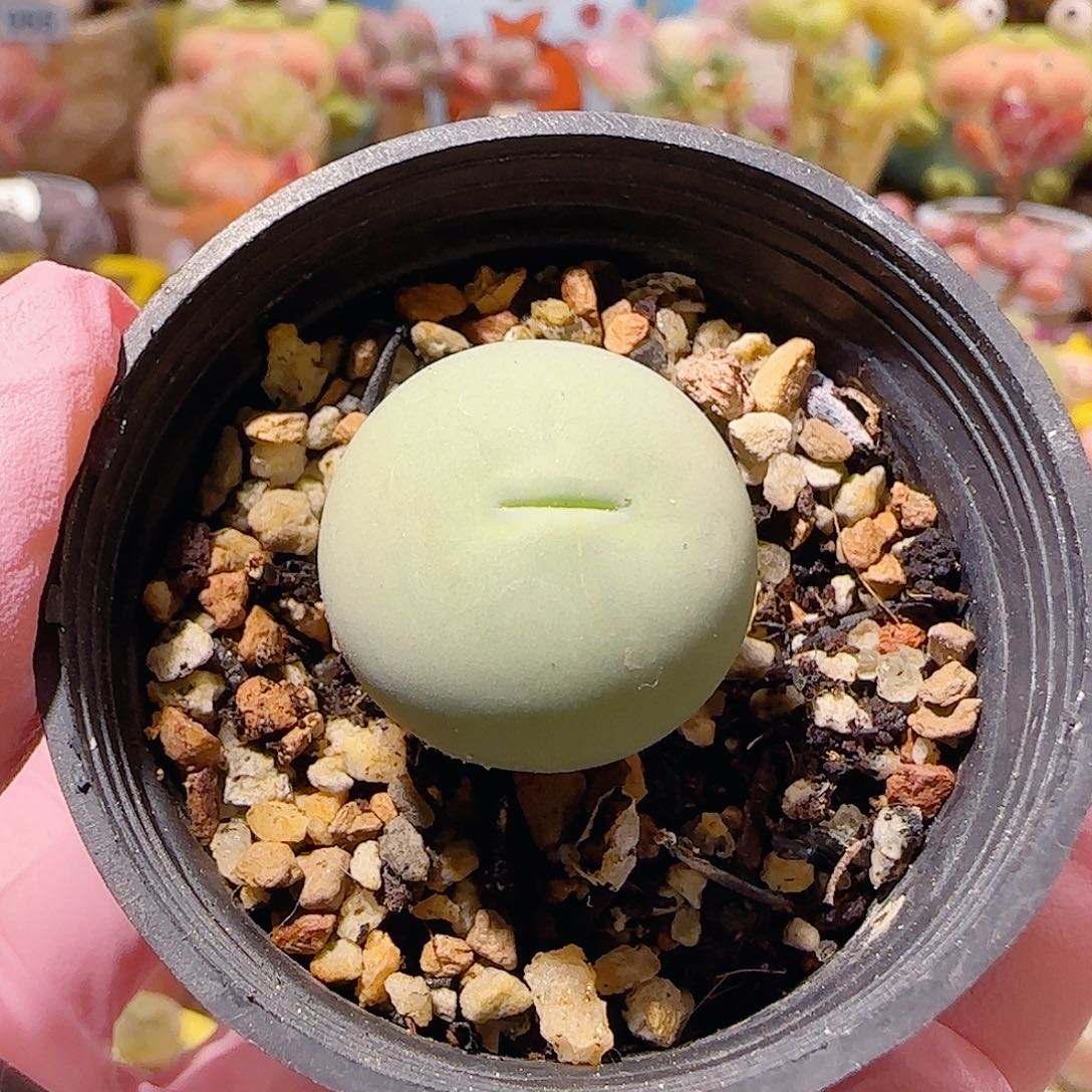 T圆圆鸽子蛋盆口2.5cm