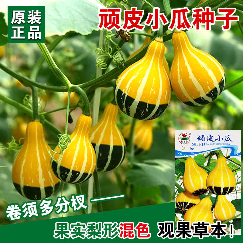 顽皮小瓜种子小葫芦种子四季播观果植物观赏型花玩具南瓜蔬菜种籽