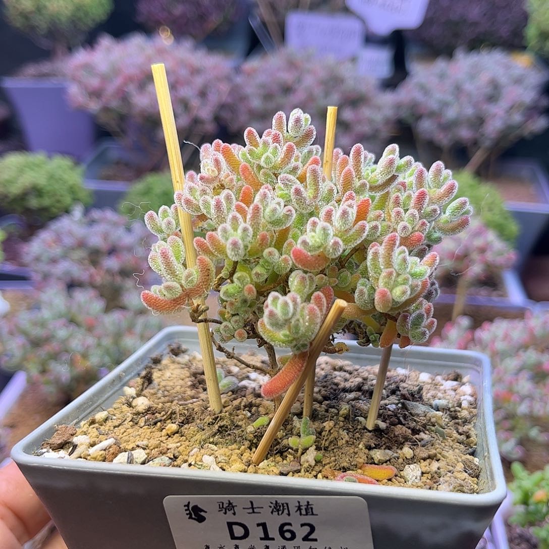 牛***气162实生精控优选冰晶枝干