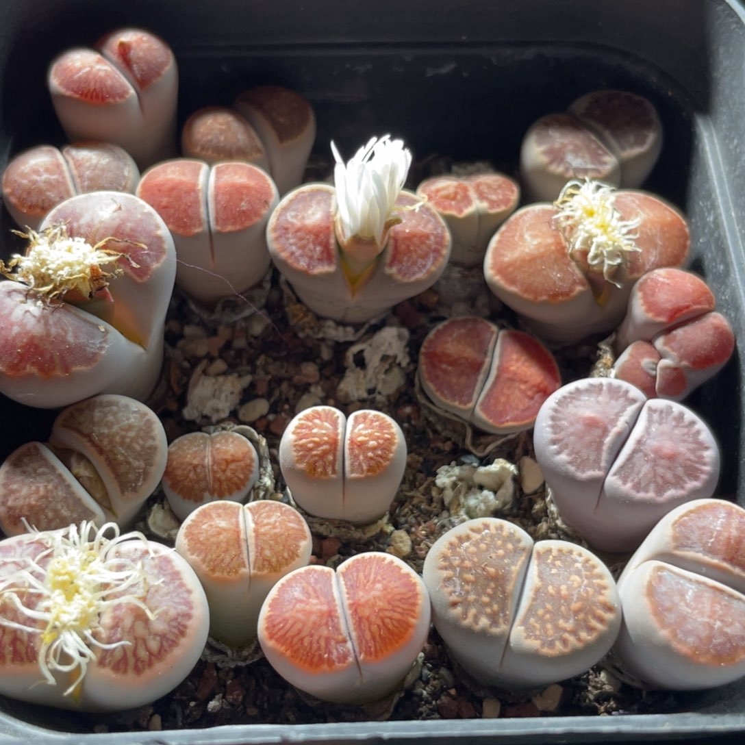 大盆特价一物一拍～17