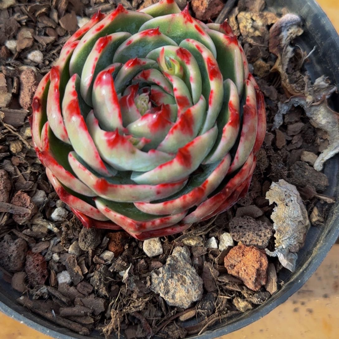 橘*?云南精品多肉630