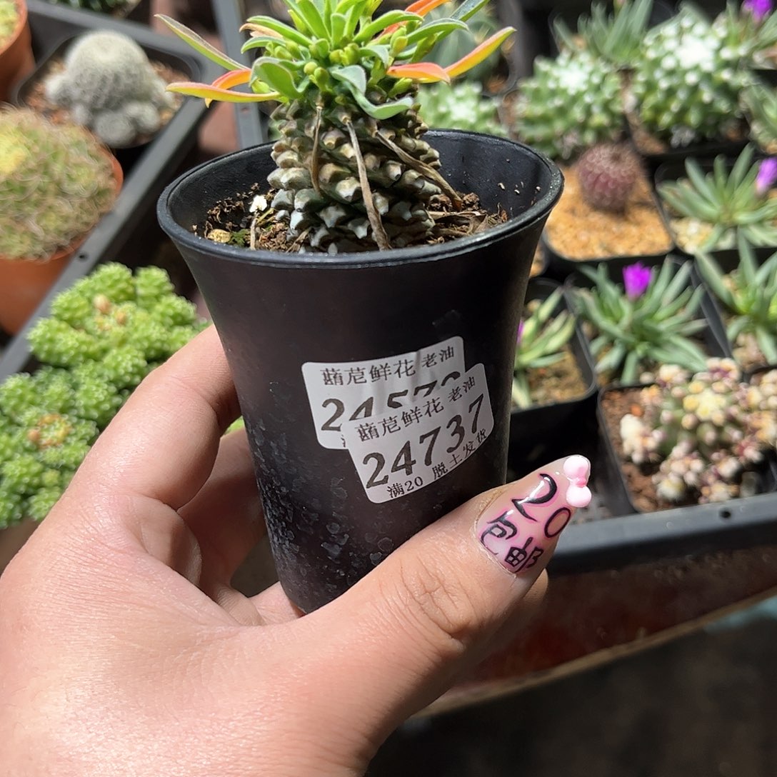 鱼*鱼24737一物一拍单头发货