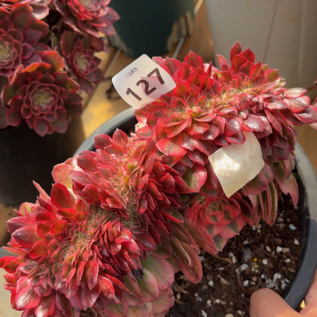 127多肉植物倾城缀