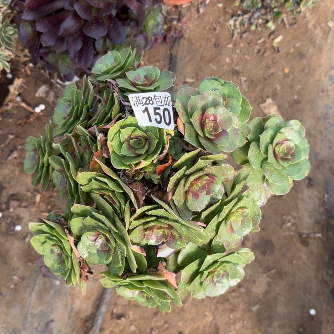 玫瑰多肉150满28包邮断枝不包瑕疵