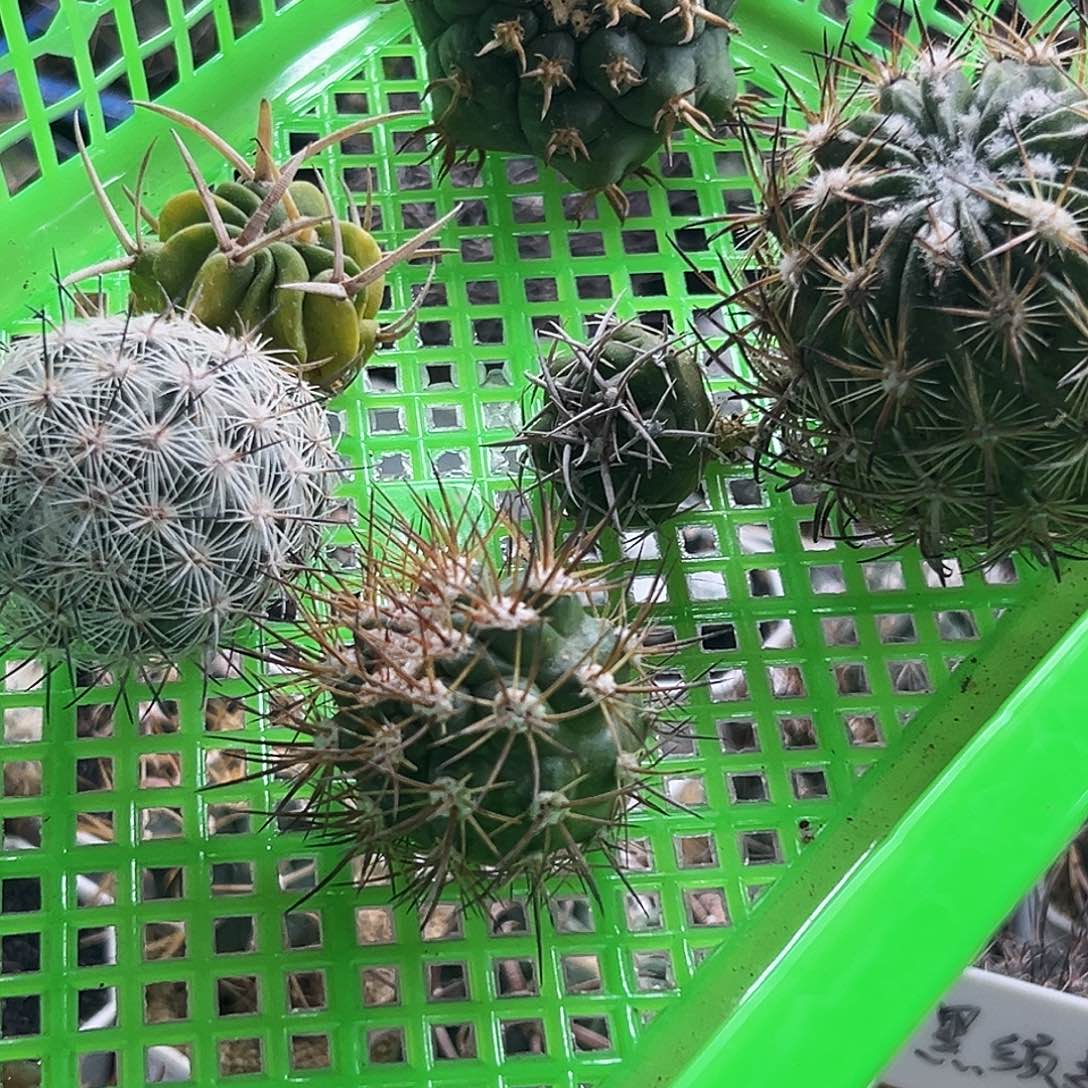 组合仙人球666666