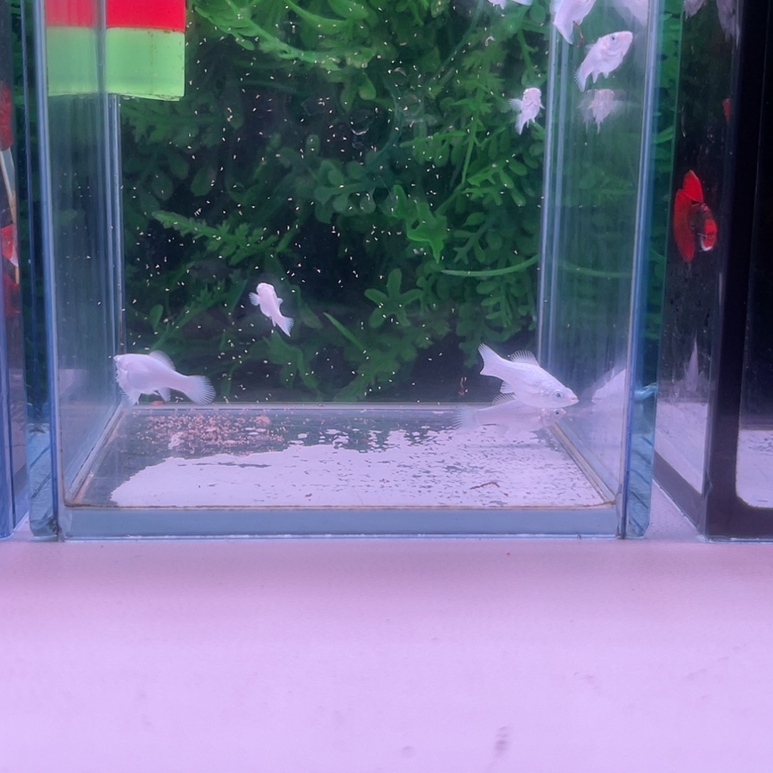 黑玛丽鱼136号玛丽苗子10+2备损