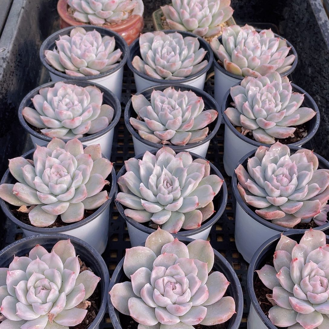 量拍81号 辛普森锦单头2个