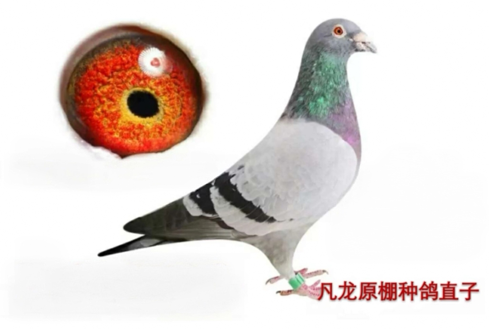 种鸽，幼鸽，保证金！