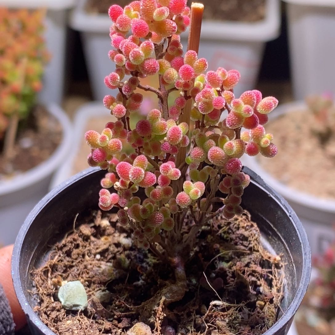 花****?蜜桔糖球枝干番杏153
