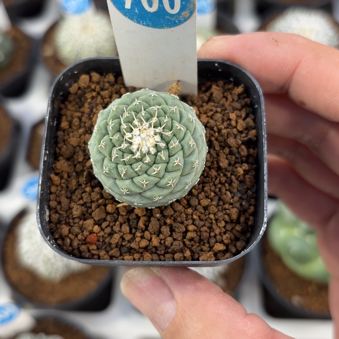 700实生菊水带盆带土发货