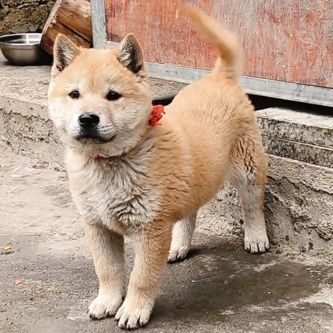 中华田园犬幼犬黄狗白面（下单慎重，退单需扣除20%手续费）