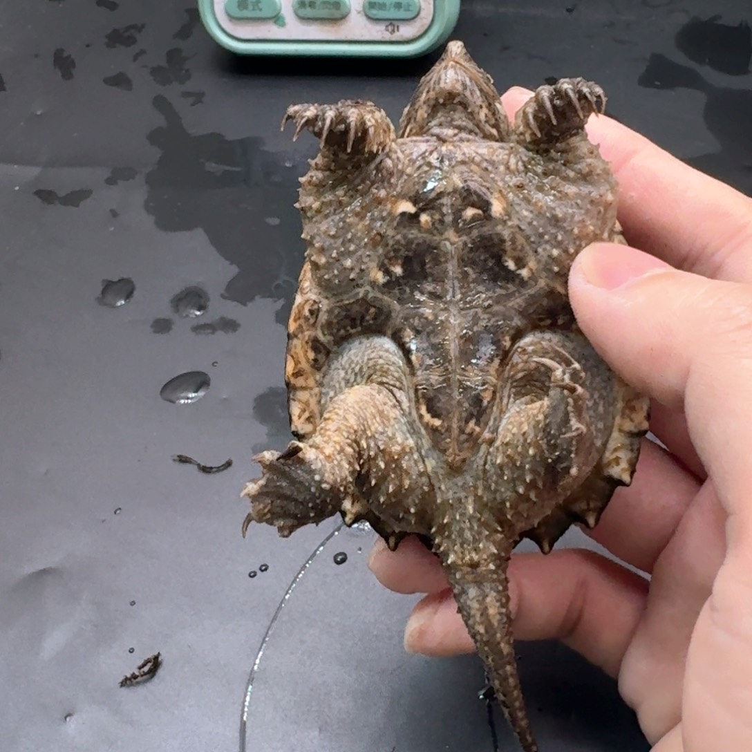 宠物龟不分公母114