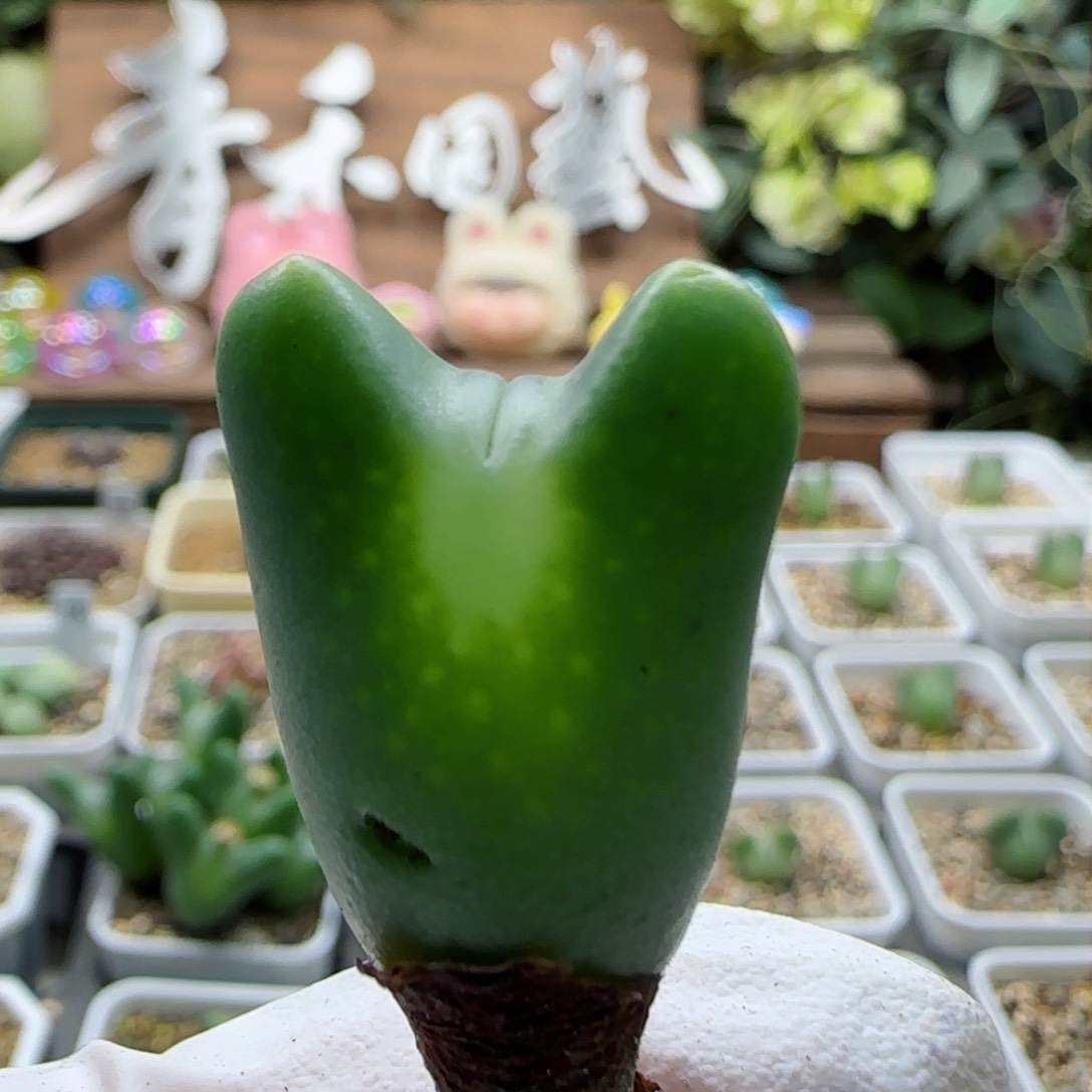 1-17-101当天满58包邮超短耳大眼多肉