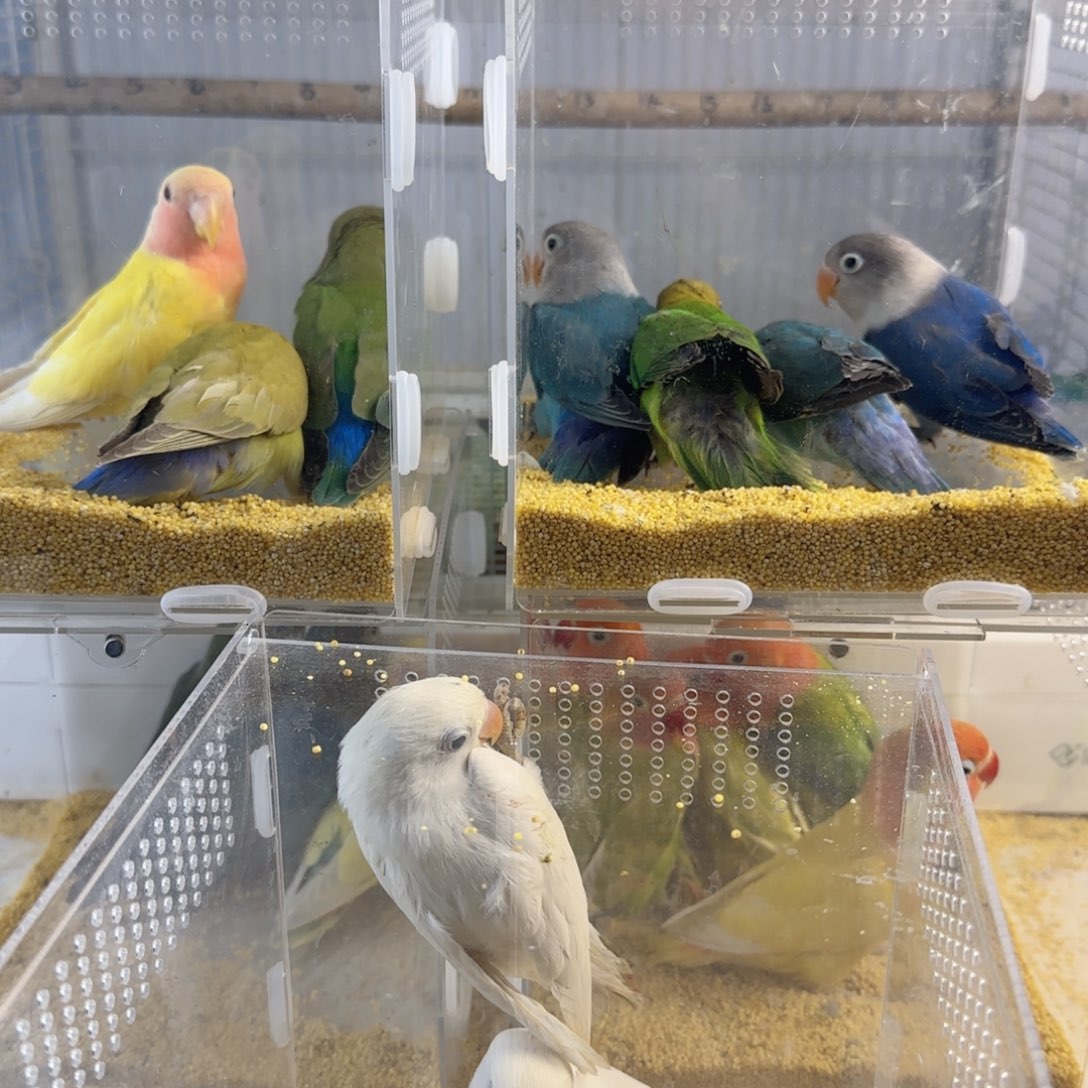 桃脸牡丹鹦鹉牡丹亲人可上手 