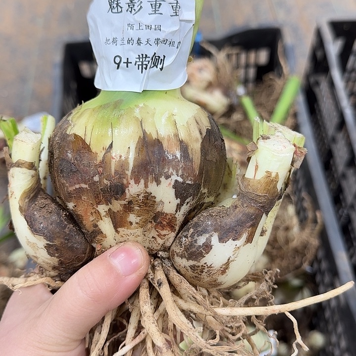 魅影重重9厘米带侧