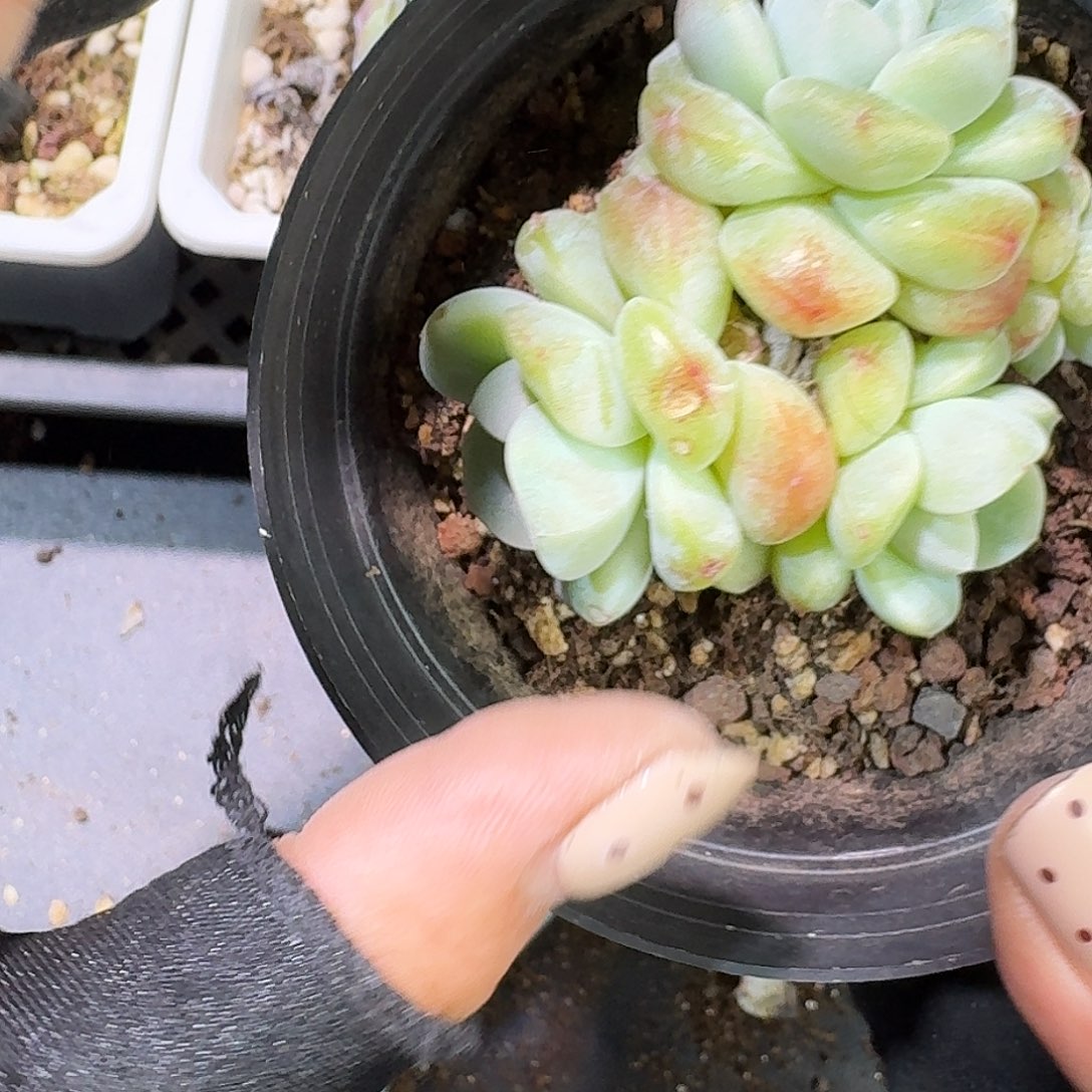 用***9454 号到手1框一物一拍