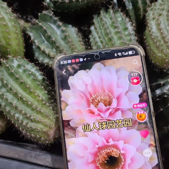 仙人球彩草玉竹侧芽