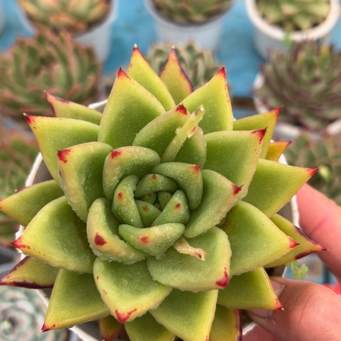 多肉植物一物一拍020