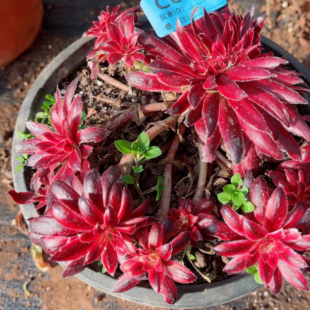 多肉植物699孔雀锦