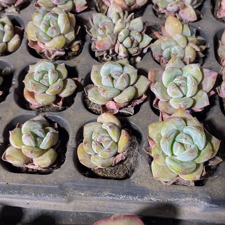 3颗小星影3颗一组