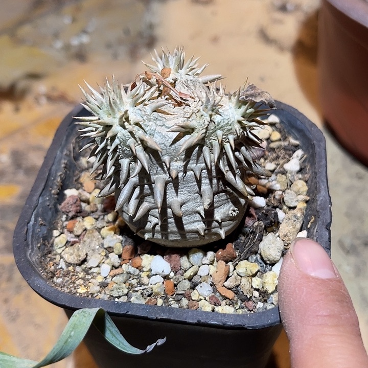 满38包邮2天凑单，脱土晾根发货多肉植物惠比大黑