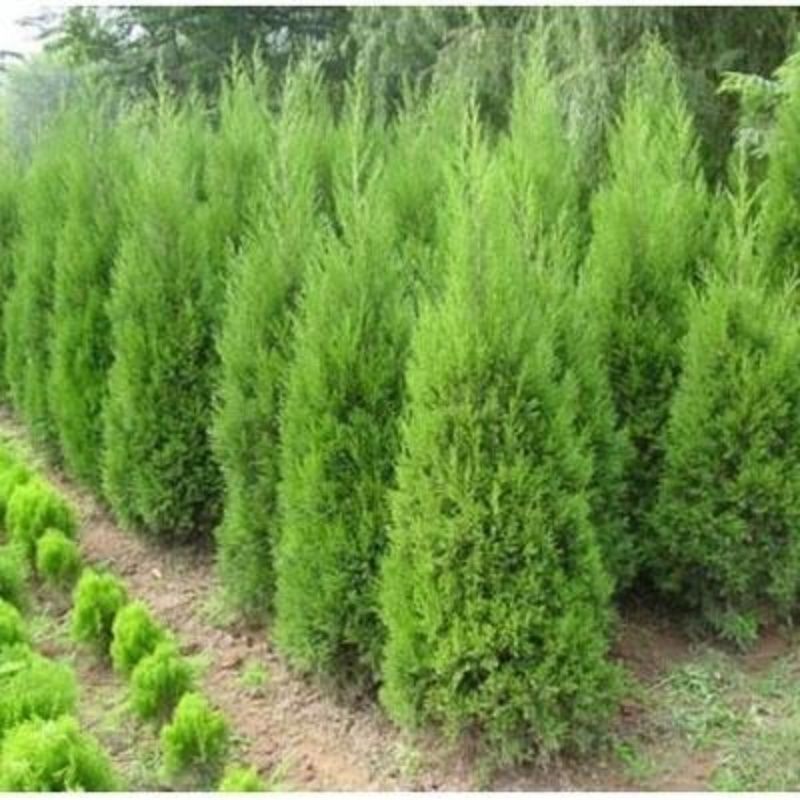 塔柏棒棒糖造型万年青四季常青四季不落叶墓园专用树绿化苗木