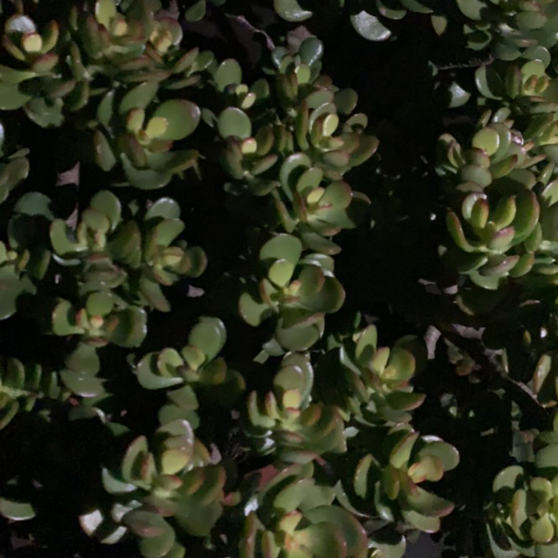金枝玉叶多肉植物室内绿植好养又能净化空气