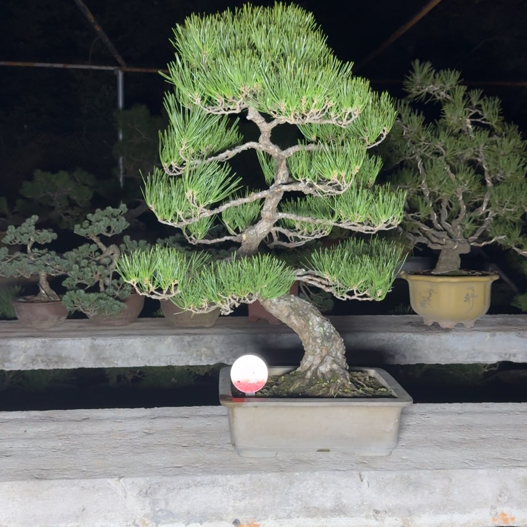 无花朵4号松树松树松树松树松树松树松树松树